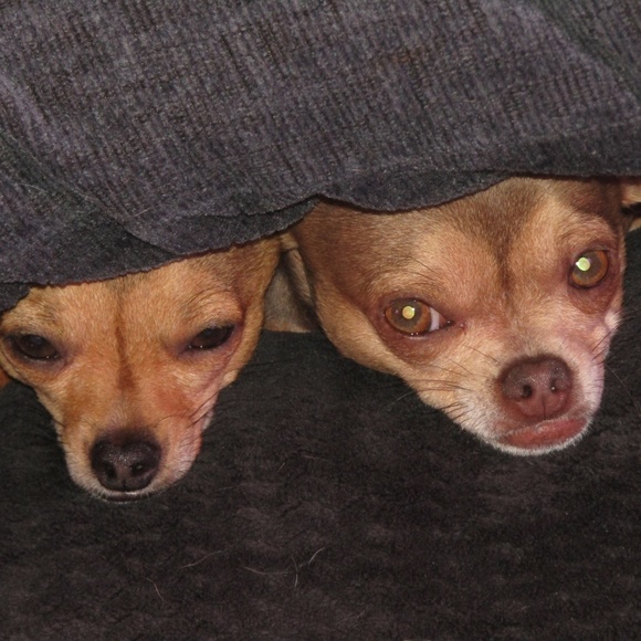 Meet your Posher, Petrina - Picture 4 of 6